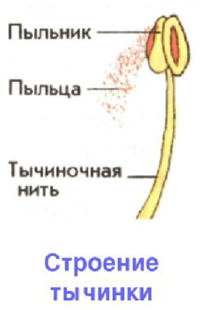 Решение рисунок 1